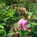 Chamaecytisus purpureus fleur P12